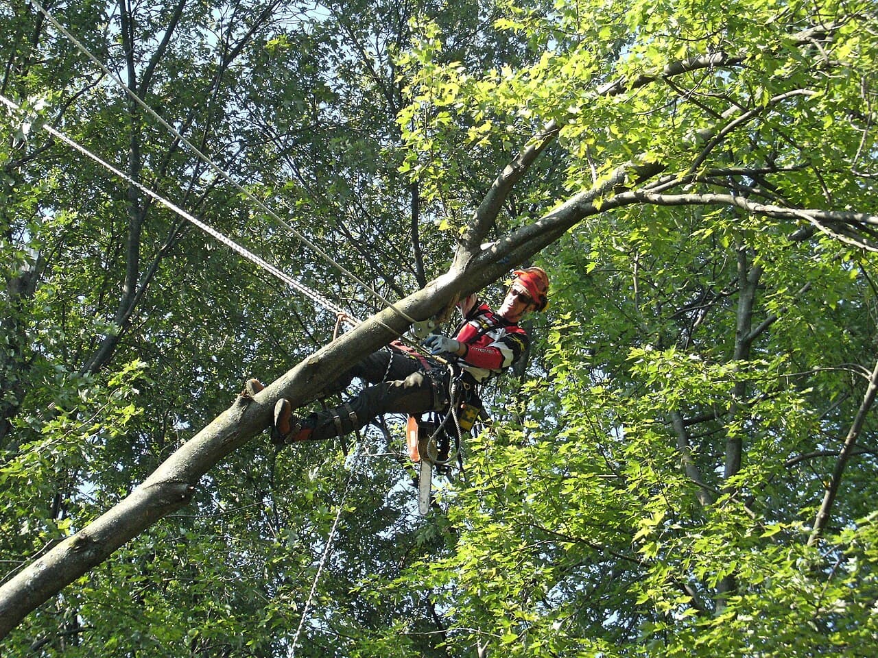 Élagage d'arbres